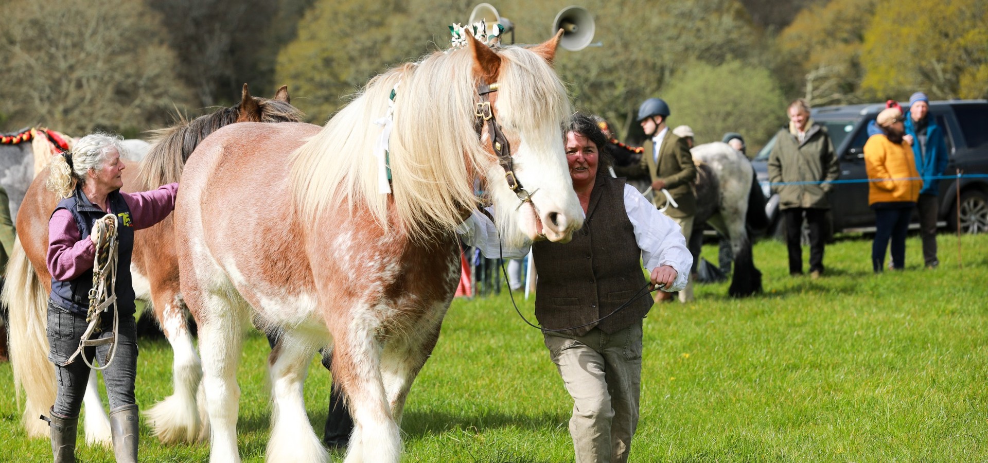 A chestnut heavy horse led by its handler at an association gathering